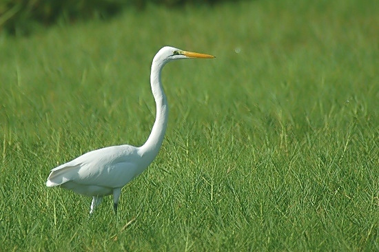 Grote Zilverreiger.jpg